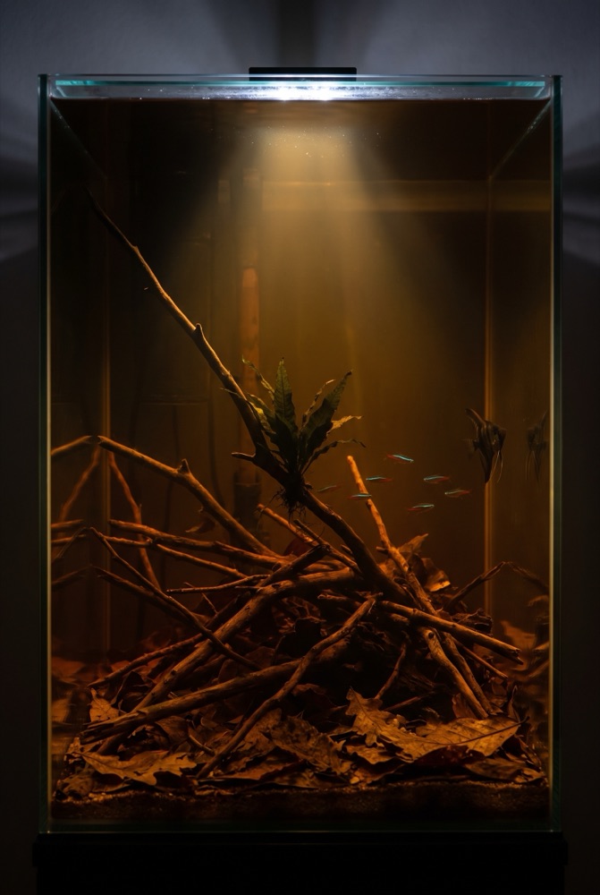 Amazon Blackwater Biotope