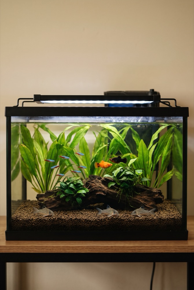 Easy Beginner Community Tank