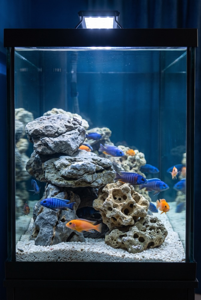African Rift Lake Biotope