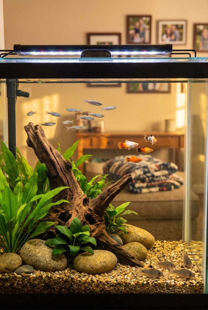 Family Community Tank