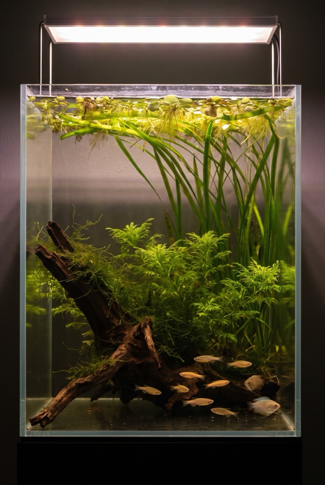 Wild Jungle Tank