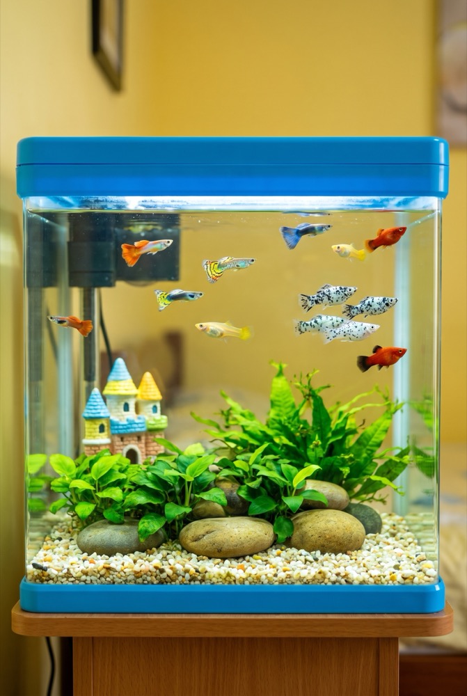 Kids' Room Fun Tank