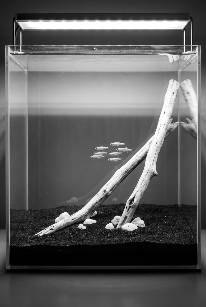 Monochrome Hardscape